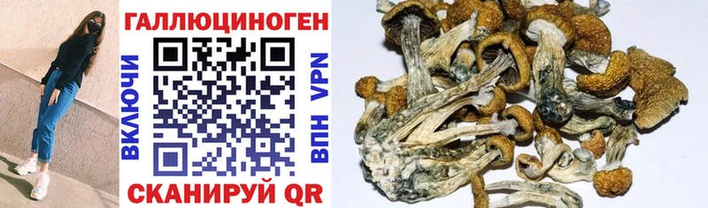 купить Сосновоборск Псилоцибиновые грибы MAGIC MUSHROOMS